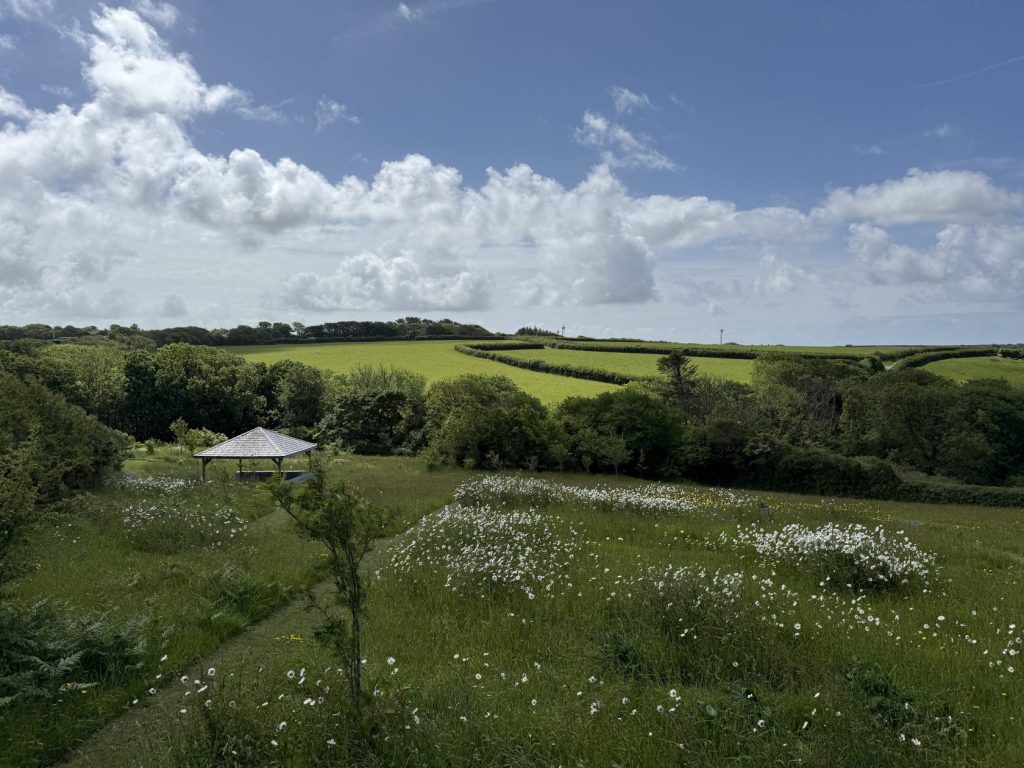 Atlantic Rest Wildflowers oxeye May 2025
